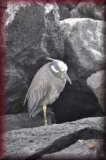 reiger