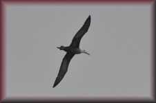 Albatros
