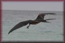Fregatvogel met vangst