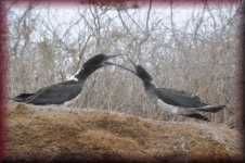 Fregatvogels