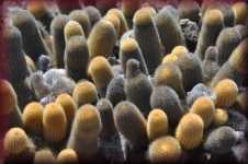 Lavacactus