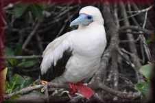 Red fooded boobie