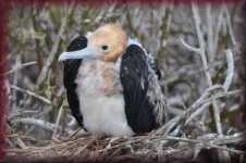 Fregatvogel