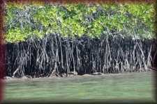 Mangrove