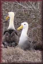 Albatroskoppel
