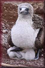 Blauwvoet Boobie