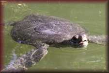 Groene schildpad