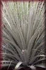 Agave