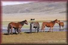 Paarden