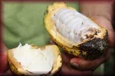Cacaoboon