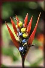 Junglebloem