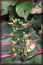 Junglebloem