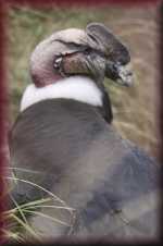 Condor