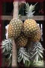 Ananas