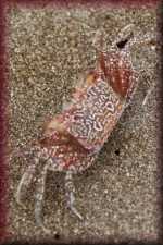 Krab