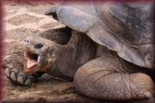 Schildpad