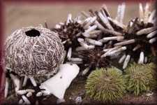 Zeedieren