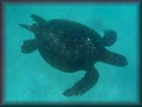 Groene schildpad