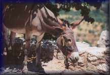 Ezel in Mistras