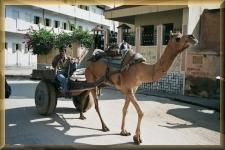Lokaal transport