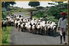 Schapenherders