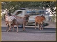 Vee op de snelweg