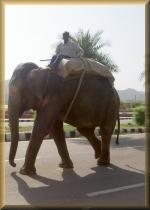 Indische olifant