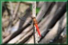 Libelle