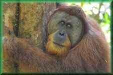 Orang Oetan