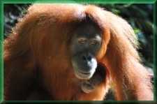 Orang Oetan met baby