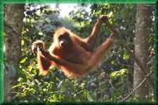 Orang Oetan