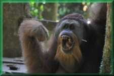 Orang Oetan