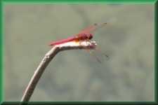 Libelle
