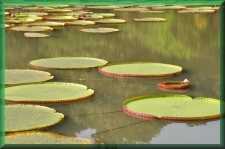 Vijver in de Botanische tuin