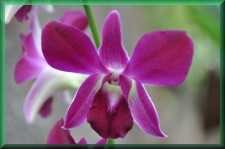 Orchidee