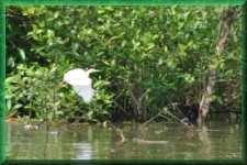 Witte reiger