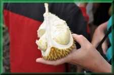 Durian