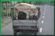 Veetransport