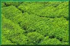 Theeplantage