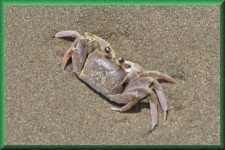Krab