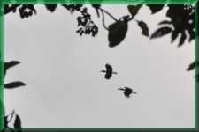 Hoornvogels