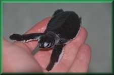 Schildpad
