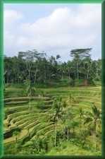 Tegal Lalang
