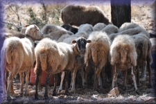 Schapen