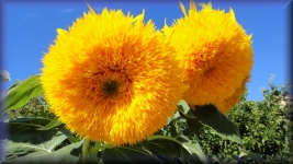 Zonnebloem