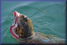Caretta Caretta schildpad