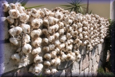 Knoflook
