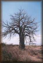 Baobab boom