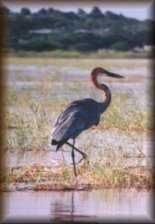 Goliath Heron