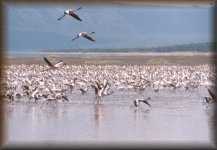 greater flamingo's